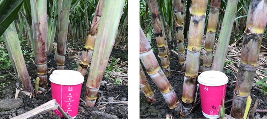 NantouSugarcane3