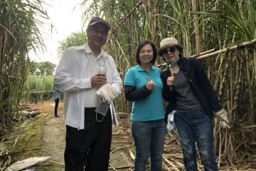 2017~2018 Nantou Sugarcane